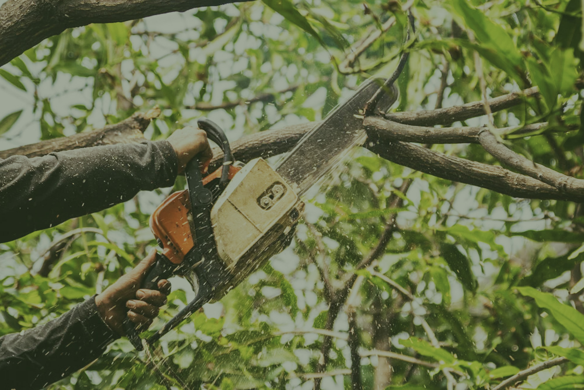 nwtreesurgeons3-treeservices-washington2