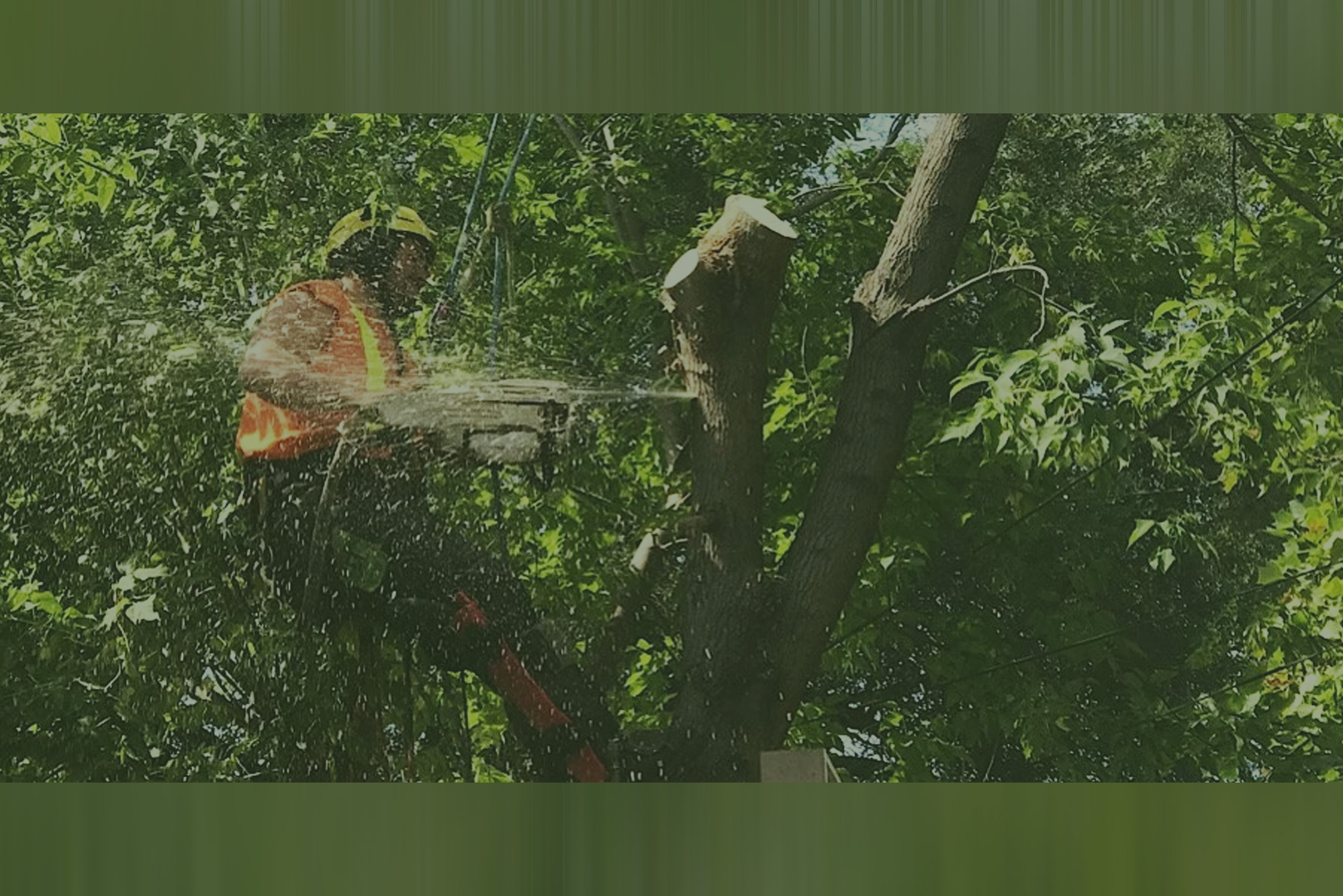 nwtreesurgeons3-treeservices-washington3