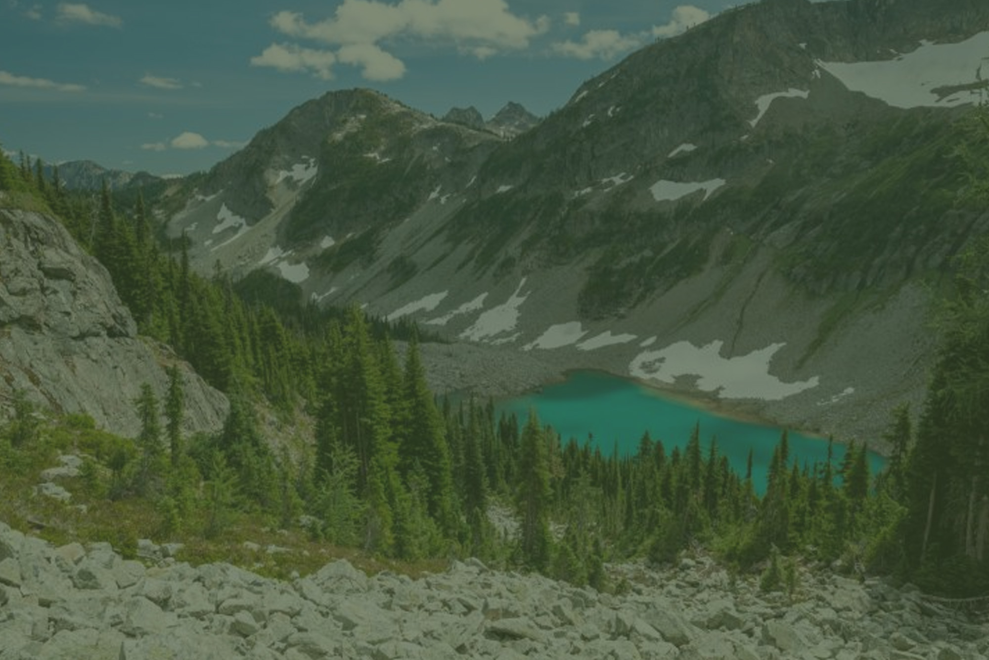 nwtreesurgeons3-treeservices-washington5